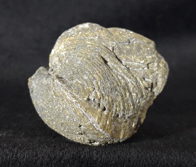 Paraspirifer bownockeri (STEWART 1927) - Bild &copy; FossNet FossilienStore